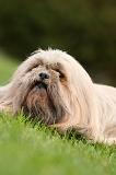 LHASSA APSO 184